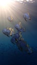 Spadefish platax group of fish in blue water sunset underwater