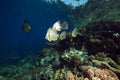 Spadefish in the Red Sea. Royalty Free Stock Photo
