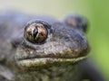 Spadefoot toad's eye macro - vertical pupil Royalty Free Stock Photo