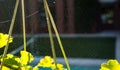 Spader web and plants with green leaves on the red house background. Autumn summer concept.