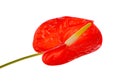 Spadix flower isolated on white background Royalty Free Stock Photo