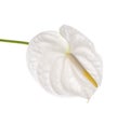 Spadix flower isolated on white background Royalty Free Stock Photo
