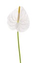 Spadix flower isolated on white background