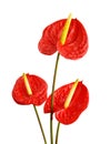 Spadix, Red anthurium flower isolated on white background. Royalty Free Stock Photo