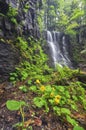 Spady waterfall at Polana mountains with Marsh marigold flowers Royalty Free Stock Photo