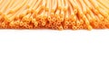 Spaghetti bucatini pasta Royalty Free Stock Photo