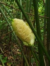 Spaghetti plant flower Costa Rica Royalty Free Stock Photo