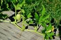 Spaghetti squash fruit and flower on vine Royalty Free Stock Photo