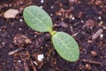 Spaghetti Squash Seedling Sprouting From Soil