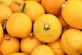 Spaghetti squash with yellow skin Royalty Free Stock Photo