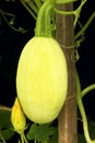 Spaghetti squash Royalty Free Stock Photo