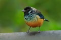 Spagled-cheeked Tanager, Tangara dowii, bird in the green forest habitat, Costa Rica. Tanager sitting on beautiful moss brach with