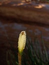 A spaidar sitting on the whaite colour Lilly flower clousup photo