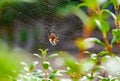 Spaider in cobweb at the branch