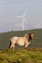 Spain, Asturias. Piebald mountain horse mare looking at camera with wind mill on a green hill in the background. Royalty Free Stock Photo
