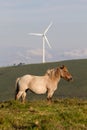 Spain, Asturias. Side view of piebald mountain horse mare looking at camera with wind mill on a green hill in the background. Royalty Free Stock Photo