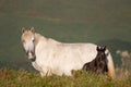 Spain, Asturias.Side view of pure white horse mare  with grey black two weeks old foal looking at camera in a green valley. Royalty Free Stock Photo