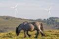 Spain, Asturias. Young grey with black head mountain horse stud walking in a meadow with wind mill park on a green hill. Royalty Free Stock Photo