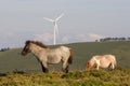 Spain, Asturias. YYoung grey with black head horse and piebald mare grazing with wind mill on a green hill in the background.