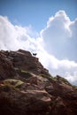 Spain, Balearic Islands, Menorca, Cala Pilar beach, Goats (Capra