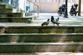 Spain, Barcelona - May 30 2022: Close-up of gray doves on the steps in front of the building Community Medical Center CAP Casc