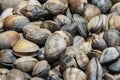 fresh clams in the shell