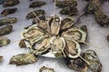 fresh oysters on ice Royalty Free Stock Photo