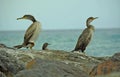 Cormorants sitting on the rock