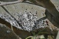 Spain, Canary Islands, Cochineal Bug Royalty Free Stock Photo