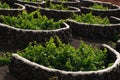 Spain, Canary Islands, Lanzarote, La Geria Vineyard. Royalty Free Stock Photo