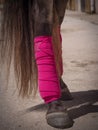 Spain. Detail Bare foot horse with pink polo wraps around his legs.