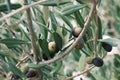 Spain green olive oil berry, Italy olives berries on a tree branch with green leaves. Royalty Free Stock Photo