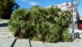 Spain, Madrid, Calle del Prof. MartiÂ­n Almagro Basch, bushes in the city center