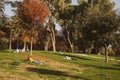 Spain, Madrid. People relax lying on lawn in autumn park, parkland nature