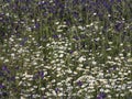 Spain. Meadow of wild chamomile and viper`s bugloss or blueweed  in a mountain range. Royalty Free Stock Photo