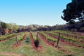 The Spain region wine producing, vine fields