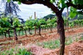 The Spain region wine producing, vine fields