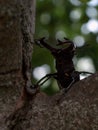 Stag beetle about to climb up a tree branch. Royalty Free Stock Photo