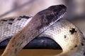 Spalerosophis atriceps is a species of snake of the family Colubridae Royalty Free Stock Photo