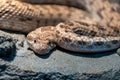 Spalerosophis diadema, known commonly as the diadem snake and the royal snake close up on the rocks at night in the middle east or