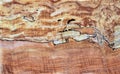 Spalted Maple wood panel Royalty Free Stock Photo