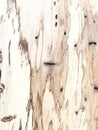 Spalted Tamarind Exotic Wood Royalty Free Stock Photo