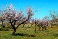 Almond trees with pink blossom, Cadiar, Spain. Royalty Free Stock Photo