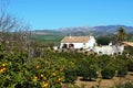 Country finca and orange grove, Alora, Spain. Royalty Free Stock Photo