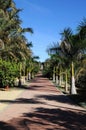 Palm avenue at the Botanical gardens, Malaga, Spain.