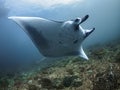 Manta Ray. Span Royalty Free Stock Photo