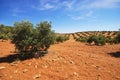 Olive grove with red soil, Bornos, Spain.