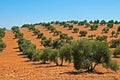 Olive grove with red soil, Bornos, Spain.