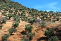 Farmhouse and olive groves, Algodonales.