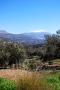 Olive groves in the mountains, Riogordo, Spain. Royalty Free Stock Photo